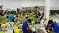 Cambodian firm gunning to be first fresh mango exporter to China
