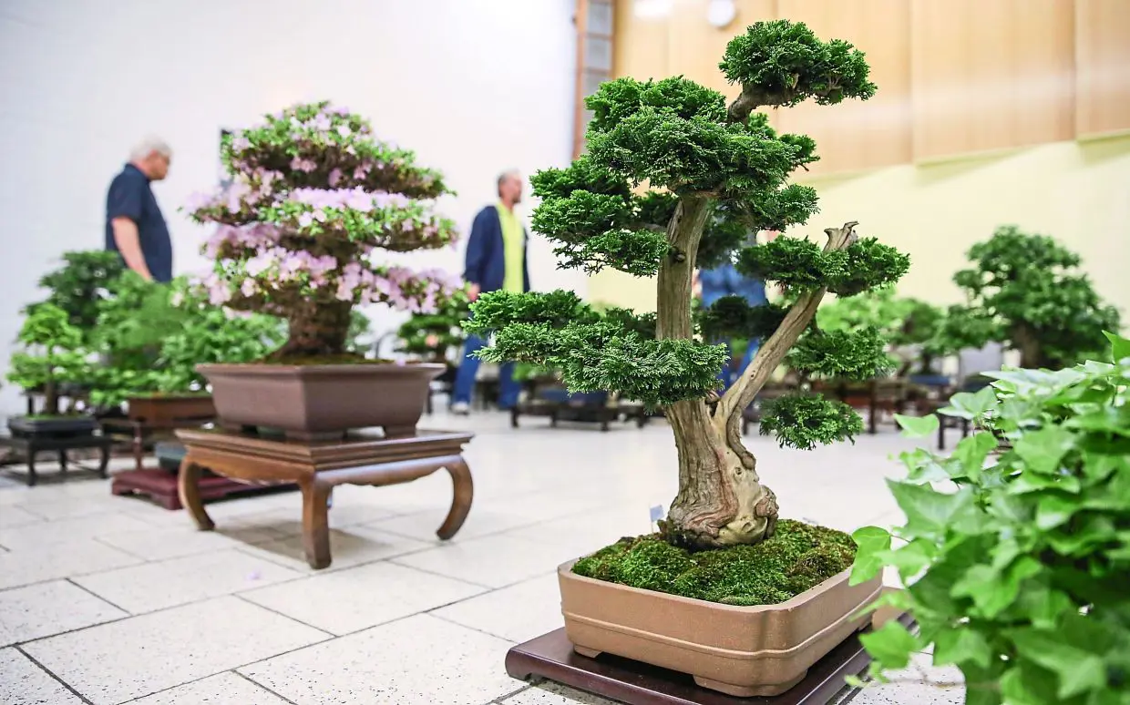 The art of bonsai: Mimicking the shape and scale of a full-grown tree | The  Star