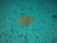 UMS-led research reveals more info on rare eagle rays