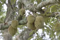 Court rejects durian planters application for judicial review