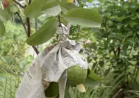 Dispute over guava tree may have led to assault