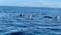 Killer whales seen off Sipadan, reinforces Semporna waters as marine mammal study area