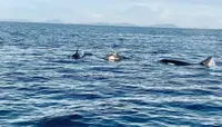 Killer whale sighting reinforces importance of Semporna waters