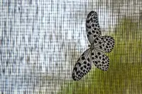 Rare butterfly facing extinction
