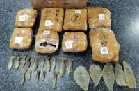 Second man held in Sibu over illegal export of fish maw