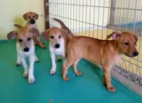 Puppies up for adoption near Gasing Veterinary Hospital