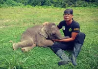 The hardest decision: Rescued elephant calf Nita put to sleep after fractured limb fails to heal