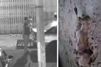 Pictures of stray dog killed with bow and arrow in Alor Setar go viral, group calls for action