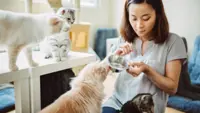Play with a cat or dog and make some cash: China’s pet sitting industry takes off online