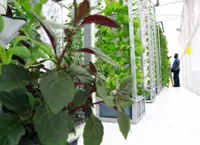 INTERACTIVE: Young entrepreneurs thriving on aquaponic farming