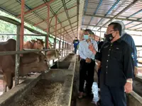 ‘Breed more KK Elit cows’