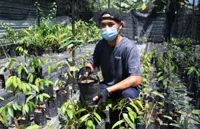 Sabahan grows lucrative business from durian seeds