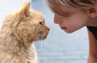 Love language of cats: Slowly blinking and rubbing your scents