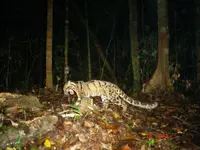 Poaching cases remain low in Belum-Temenggor forest