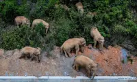 Yunnan officials in a quandary after wild elephants make 400km 'exodus'