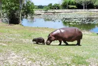 Third hippo birth at wetland sanctuary