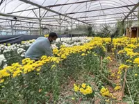 Farmers unable to get flowers to the market