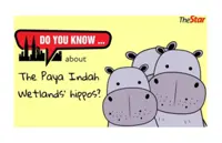 Do you know ... about The Paya Indah Wetlands' hippos?