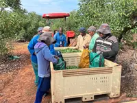 Bitter fight for 'green gold' as gangs target South Africa's avocados