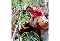 Breeders fear for their unfed animals