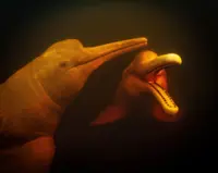 Protecting the dolphins of the Amazon River