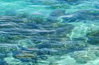 Sabah orders immediate probe into coral reef damaged by barge in Mabul