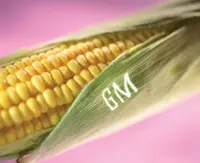 Are GMO foods good or bad for you? Here are some myths and facts
