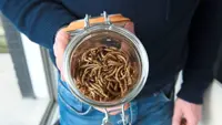 French farm offers sustainable food from edible insects