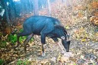 Researchers in Cambodia discover rare, endangered southern serow