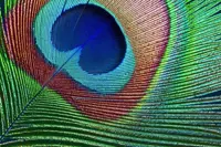 Peacock motifs are making a statement in interior trends