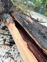 Anger over felling of casuarina trees in KK