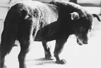 How you can take home Daido Moriyama's iconic 'Stray Dog'