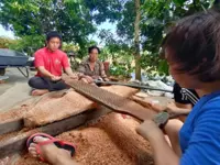 Family keeps traditional sago extracting methods alive