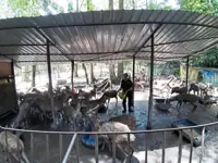 Using whatever is left to survive