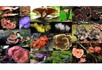 Five-year R&D plan to tap medicinal treasures in Sabah’s forest reserves