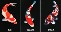 Malaysians who are 'crazy' for nishiki koi will pay up to RM10k for the fish