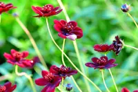 4 plants with tantalising aromas