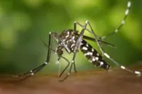 Study finds new dengue variant dominant in Bangladesh