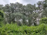 Selangor reduces size of land to face status change at Kuala Langat North Forest Reserve