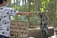 With no tourist handouts, hungry Bali monkeys raid homes