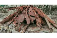 Two foreigners nabbed for possessing contraband bark worth RM12,350