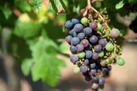 Uphill battle: Spain's wine growers adapt to climate change