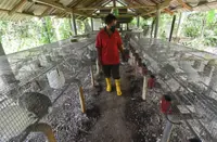 Couple busy meeting high demand for rabbit meat