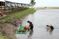 Profitable venture from accidental find