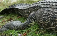 Villagers find body of woman after suspected crocodile attack in Kalabakan district