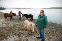 How demand for Shetland ponies went up during the pandemic