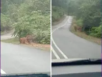 Tiger spotted in Mersing not same as one seen in Kluang earlier, says Perhilitan