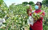 Striking big with guavas