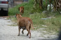 Dogs shot during recent op were aggressive, says Kampar District Council