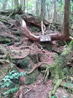 Malaysian hiker almost lost in 'forbidden' part of Japan's suicide forest